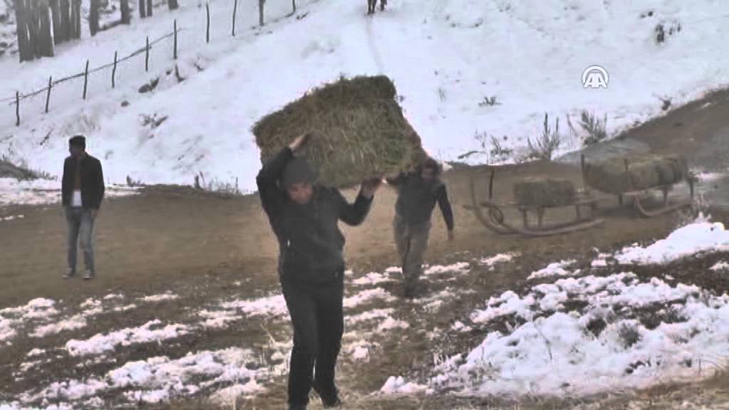 Hayvanları için kızakla ot taşıyorlar