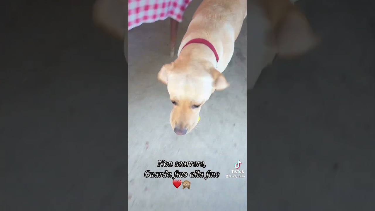 L&rsquo;aiutante della nonna 😍 #labrador #smartdog #dog