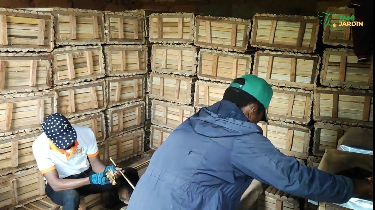 Ce jeune possède plus de 2000 ruches d'abeille à l'ouest du Cameroun