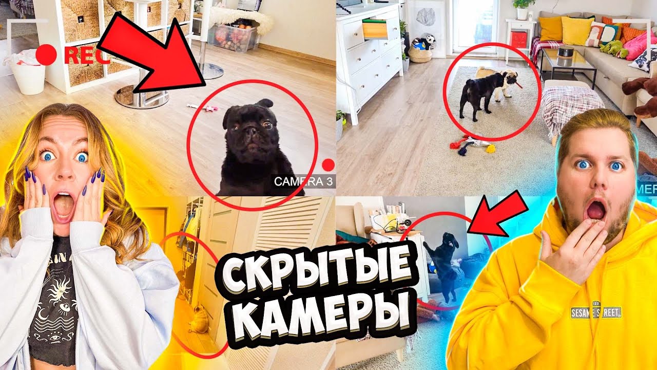 ЧТО Сняли СКРЫТЫЕ КАМЕРЫ В ДОМЕ?! ТАЙНАЯ ЖИЗНЬ ДОМАШНИХ ЖИВОТНЫХ! Наша РЕАКЦИЯ