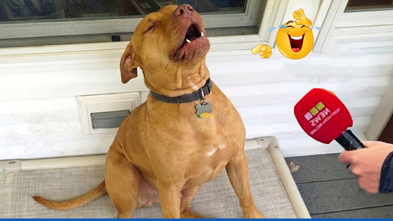 You Can&rsquo;t Stop Laughing At These Dogs 🤣 | Try Not To Laugh!