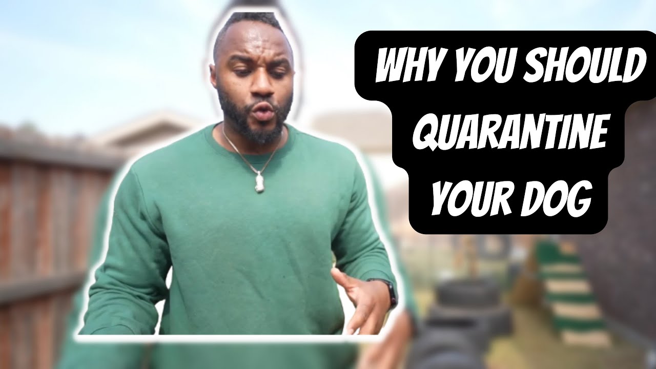 When to Quarantine your Dogs