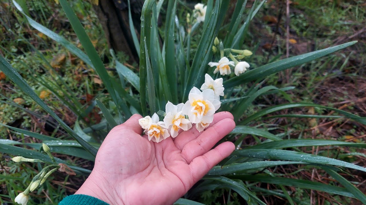 Doğada Nergisler Çiçek Açmış, Yağmurda Yürüyüş, Mantarlar
