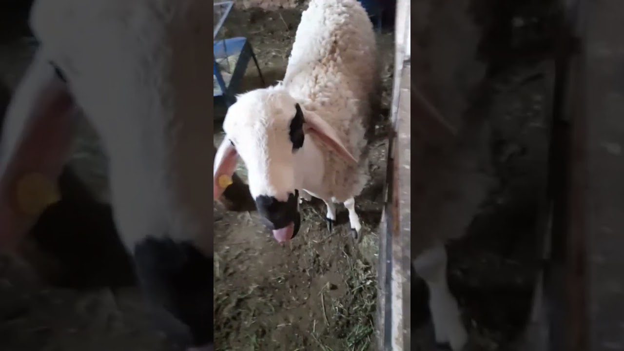 أجواء شراء أضحية عيد الأضحى المبارك