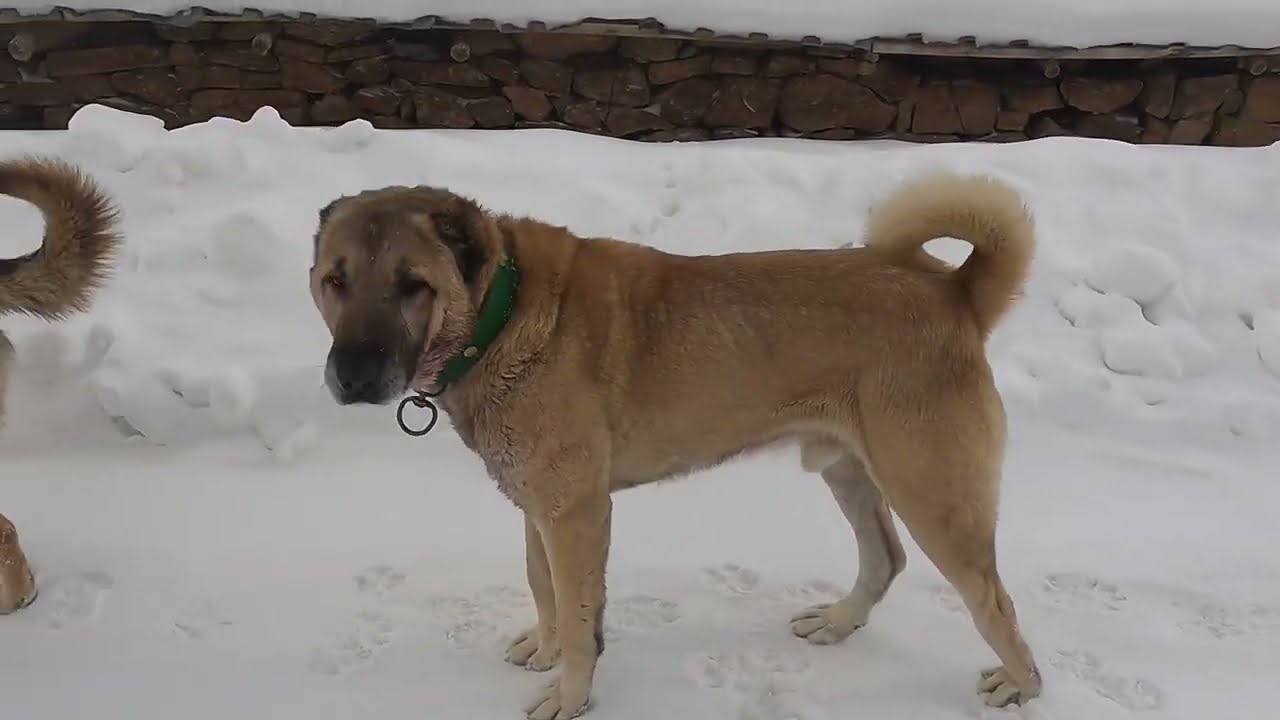 KANGAL VE DEV GİBİ ANADOLU ÇOBAN KÖPEĞİ ÇOK FENA BİRBİRİNE GİRDİ Dog Attacks