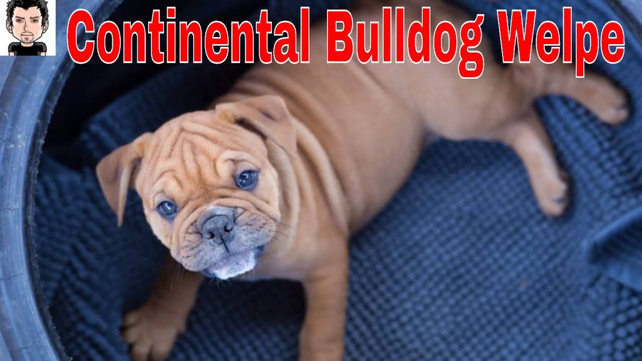 Zoé Continental Bulldog Welpe zieht ein.