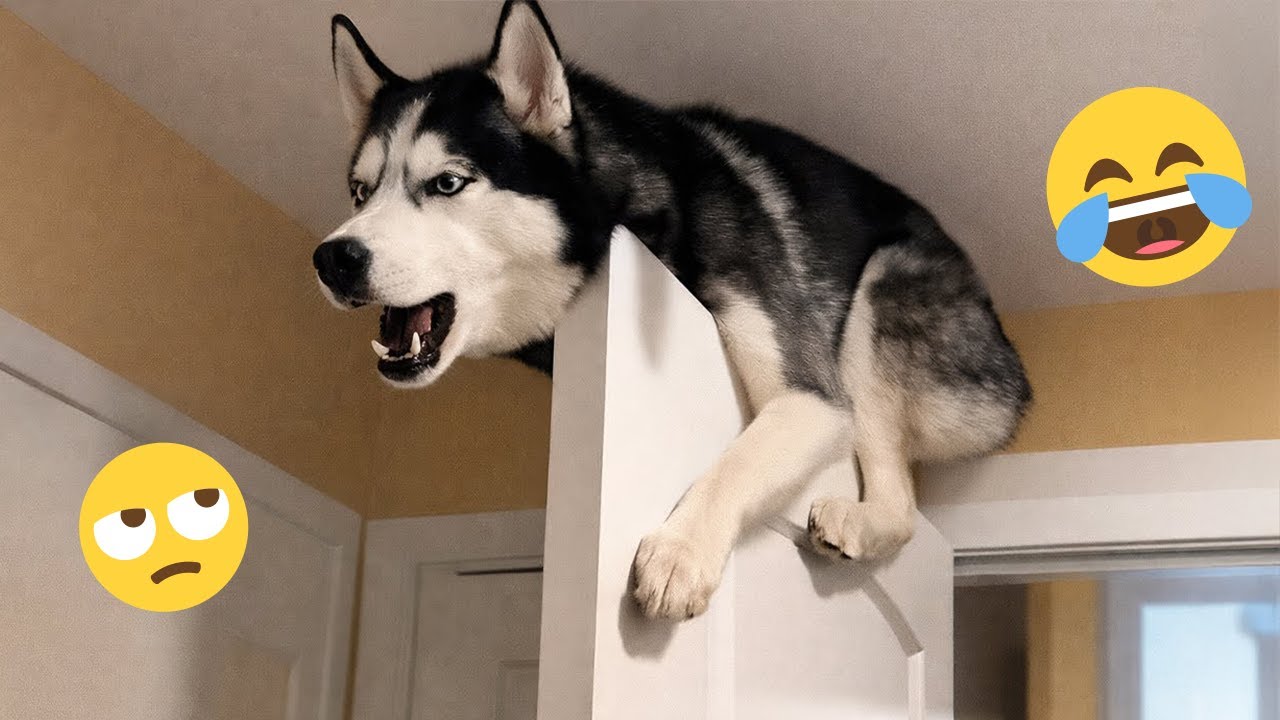 Funny Dogs Doing Funny Things –  FUNNIEST DOGS Video 2026 🐾