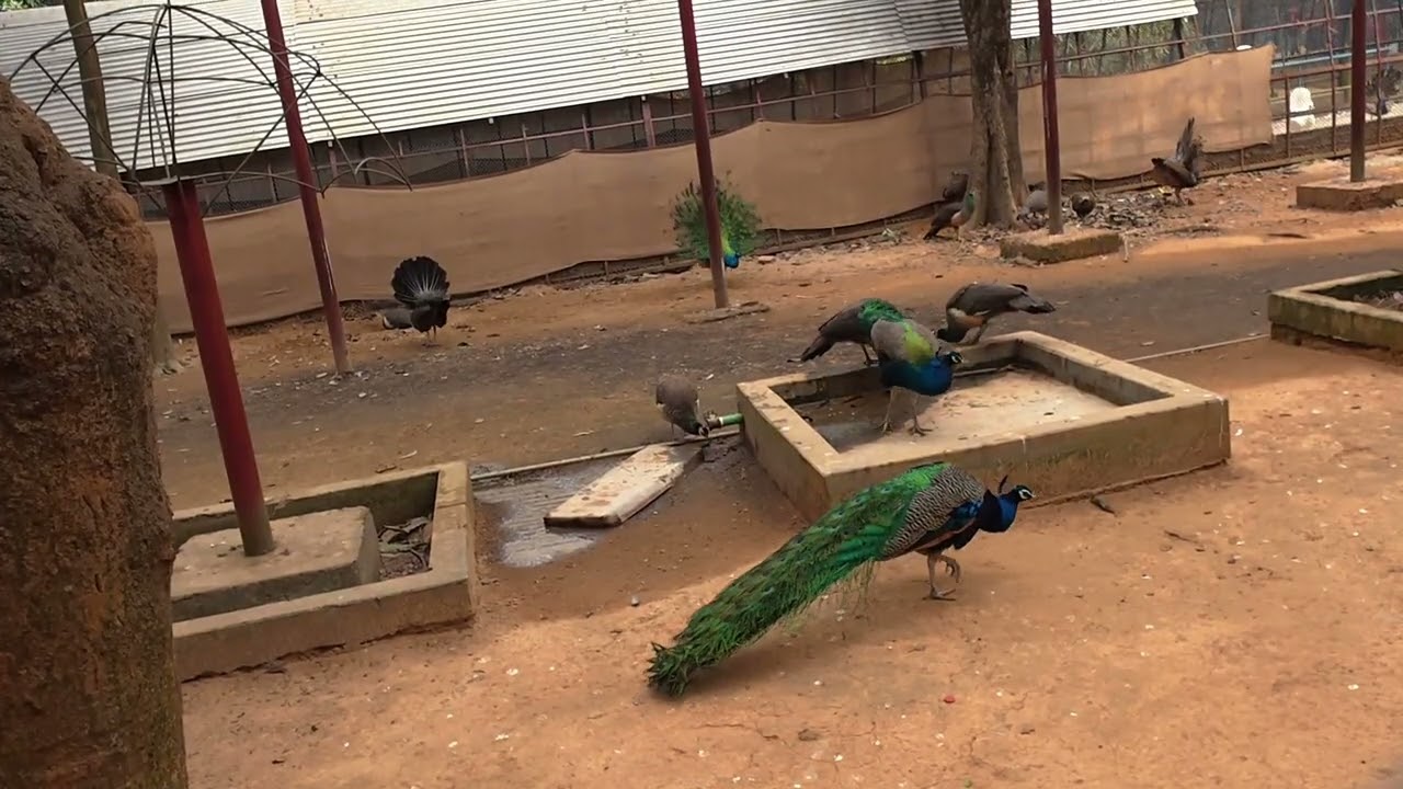 Female Peacock bird deserve more attention | ময়ূর পাখি