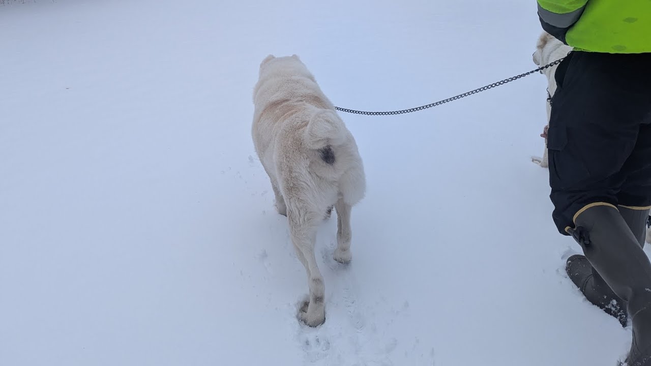 Crunchy snow walk through the bitter cold and the dogs are absolutely loving life❤️#love#happy#dogs 