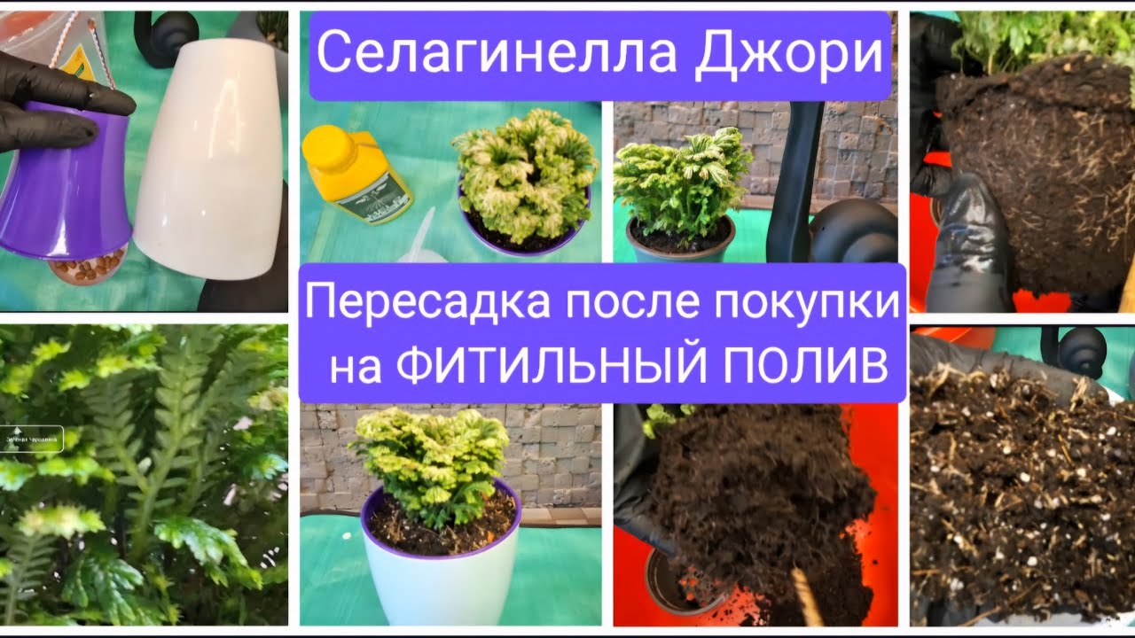 ФИТИЛЬНЫЙ ПОЛИВ для Селагинеллы Джори. Пересадка после покупки 27.04.2025г. Selaginella Jori