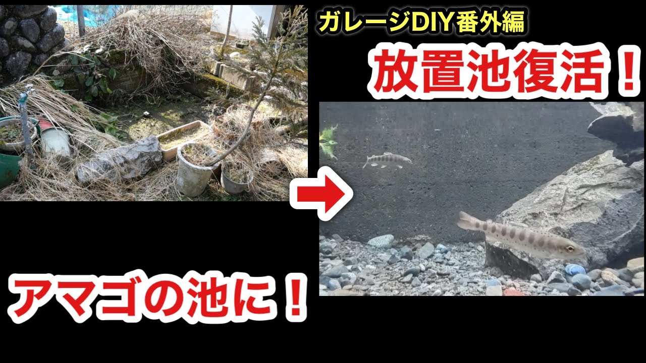 ［ガレージDIY］何年も放置されたドロ池を掃除したら…アマゴが泳ぐ池になった❗️