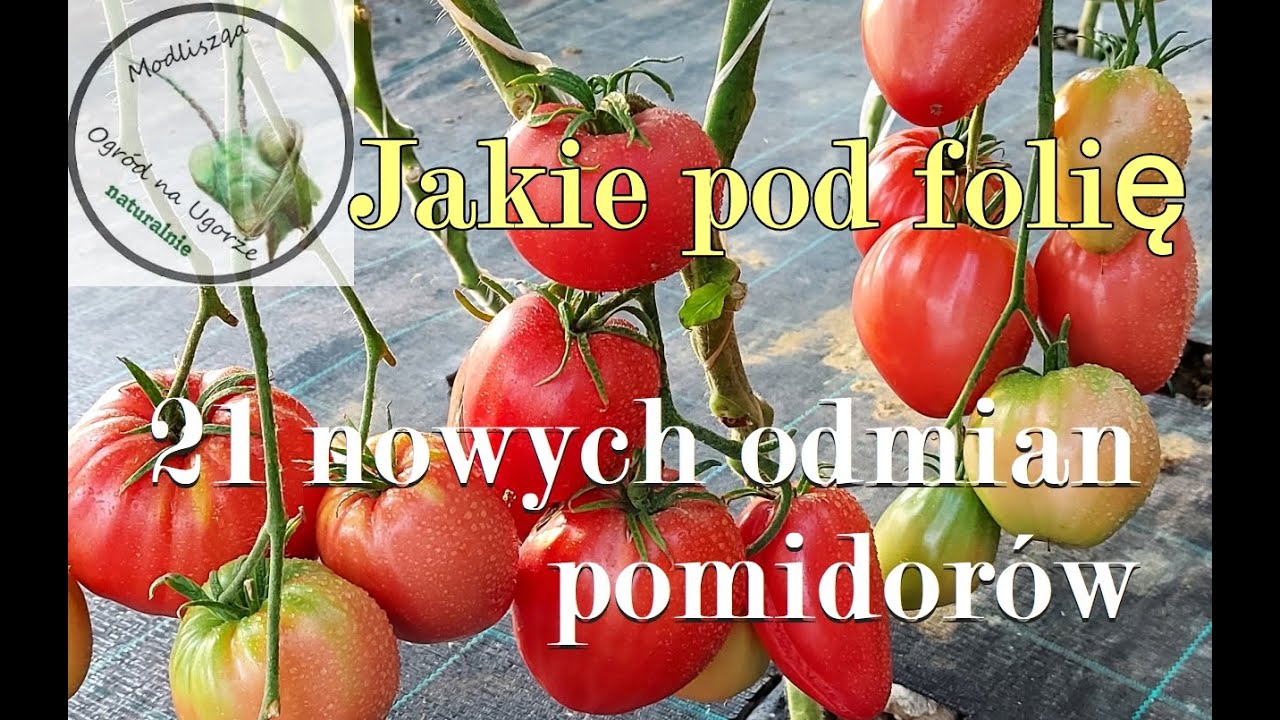21  nowych (dla mnie)  odmian  pomidorów wysoko rosnących