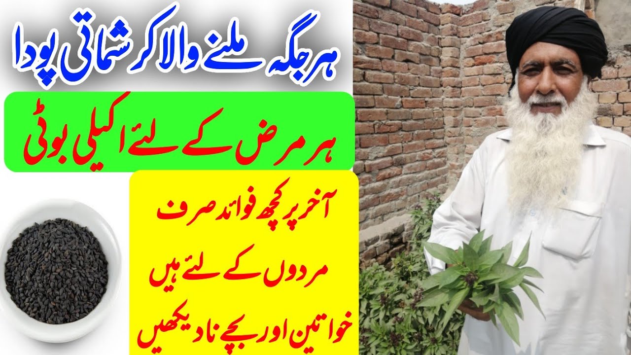 Amazing health benefits of basil | niazbo ki pehchan or fayde | tukhm e rehan ke fawaid | نیازبو