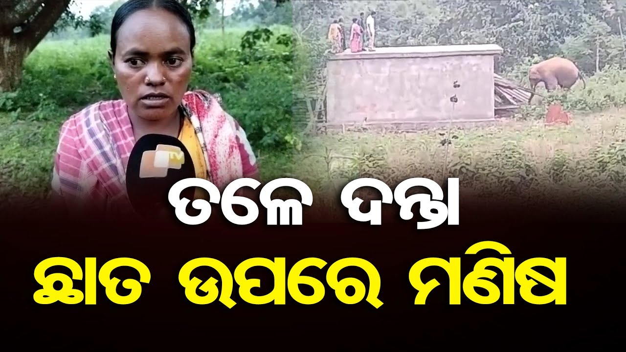ତଳେ ଦନ୍ତା ଛାତ ଉପରେ ମଣିଷ || Elephant Terror in Kandhamal’s Raipada Village || Odisha Reporter