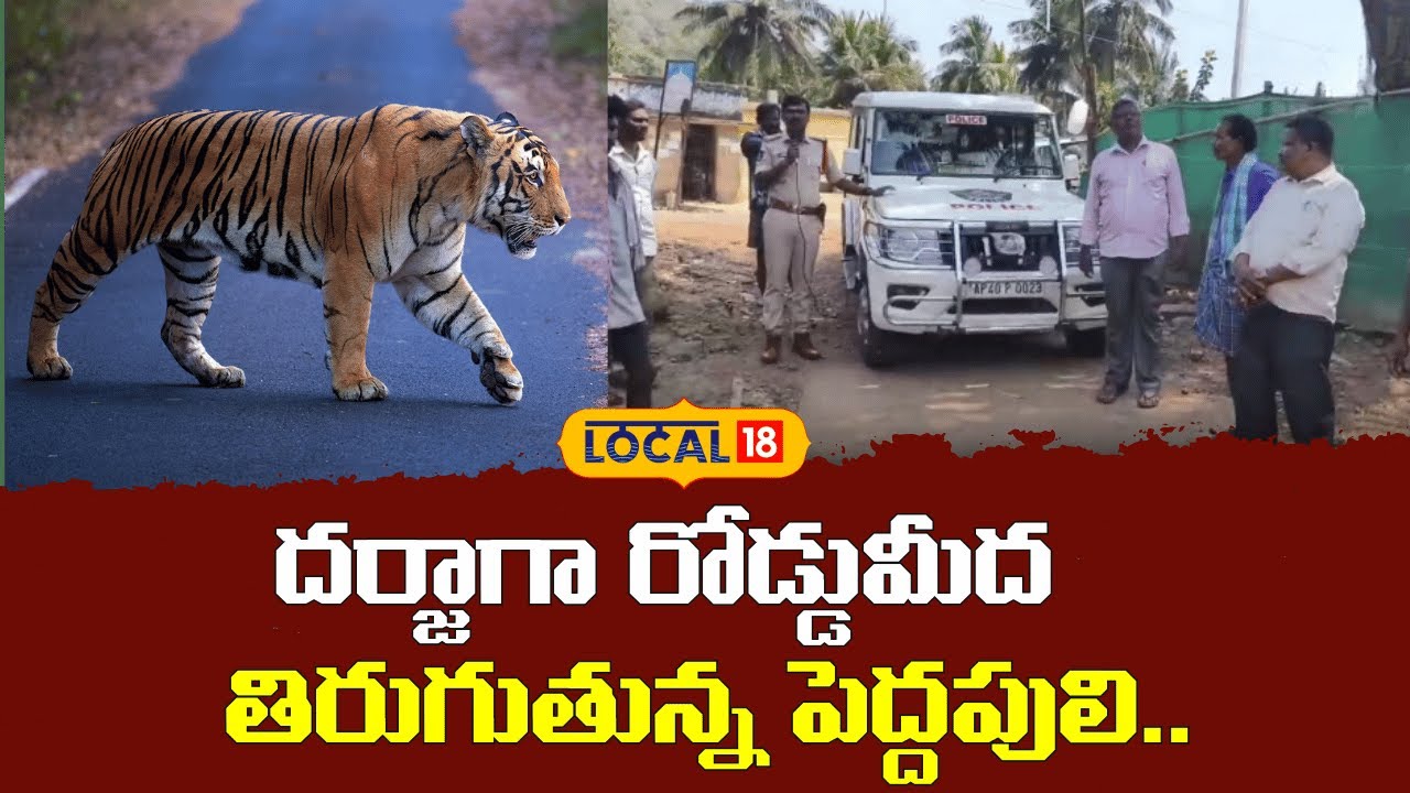 Tiger Spotted Roaming on the Road | దర్జాగా రోడ్డుమీద తిరుగుతున్న పెద్దపులి | #local18V