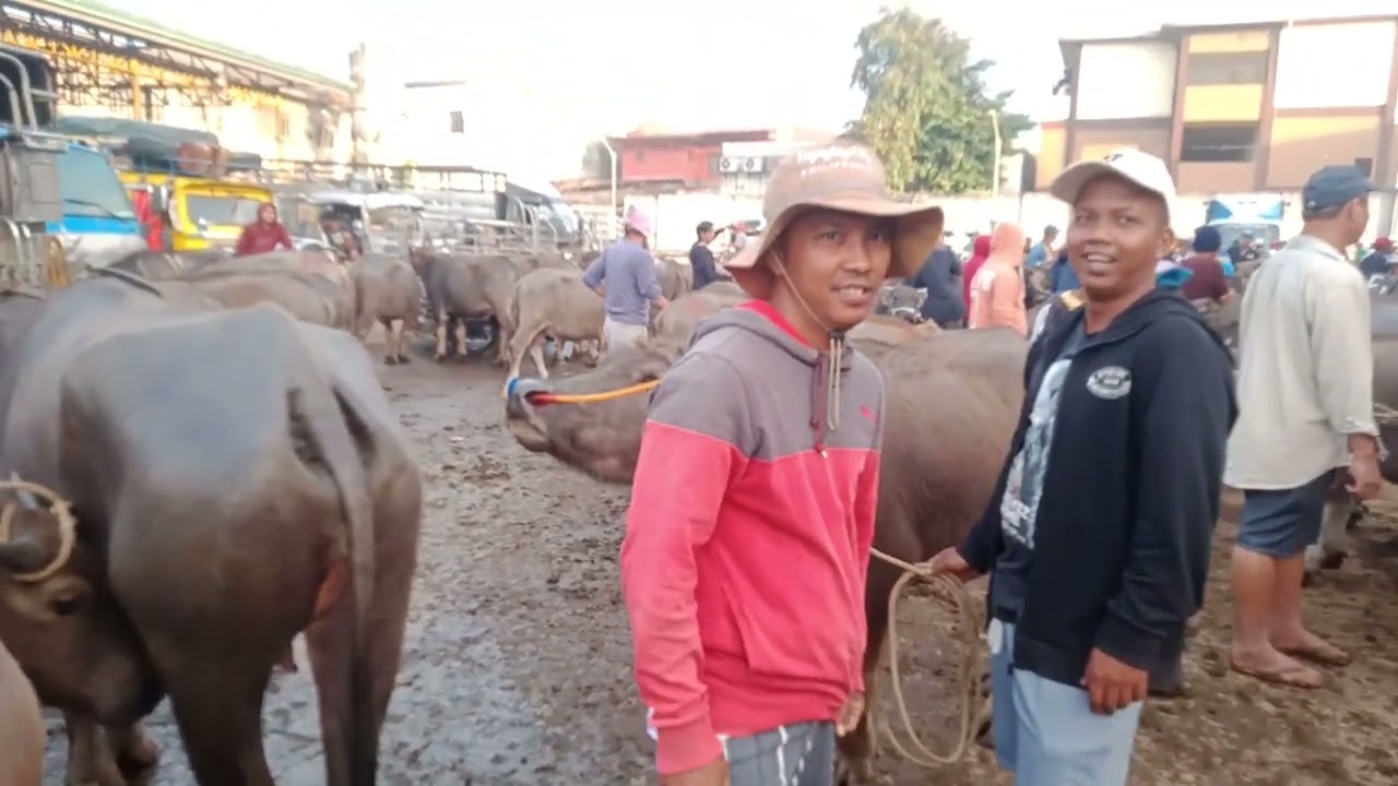 Matumal ang bentahan ng kalabaw.(Feb.27, 2026) #livestock #viralvideo #carabao #buffalo #animals 