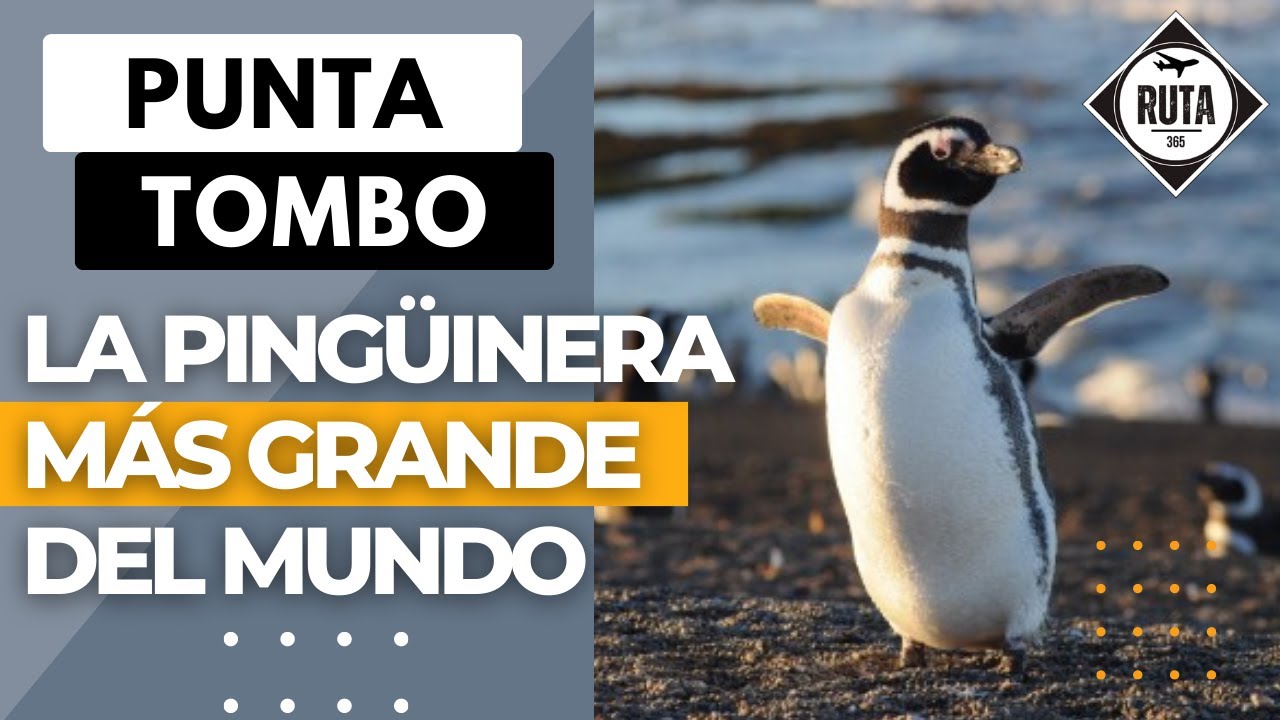 PUNTA TOMBO 🐧 - La Ping&uuml;inera M&Aacute;S GRANDE del MUNDO!!!