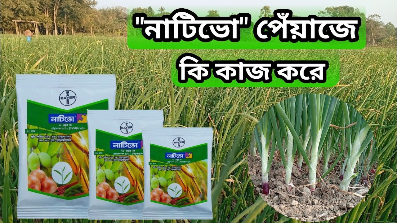 নাটিভো পেঁয়াজে কি কাজ করে। নাটিভো কি কাজ করে। নাটিভো ছত্রাকনাশক। পেঁয়াজ চাষ পদ্ধতি।