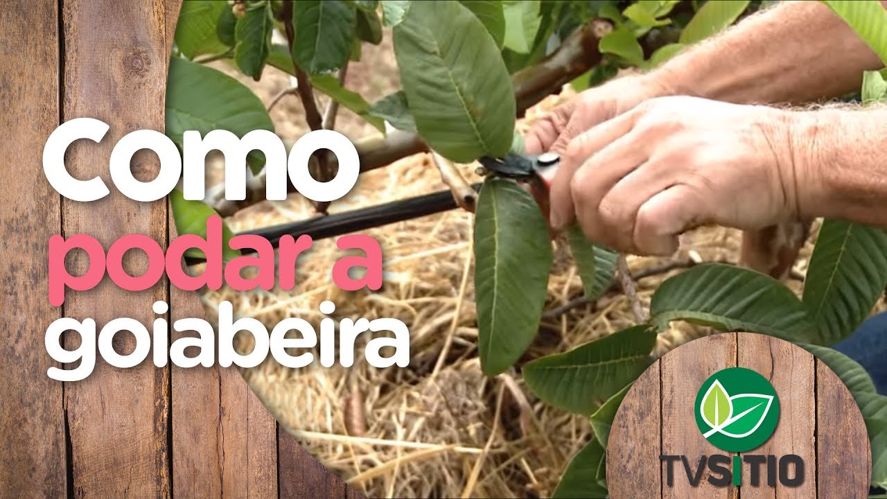 COMO PODAR A GOIABEIRA