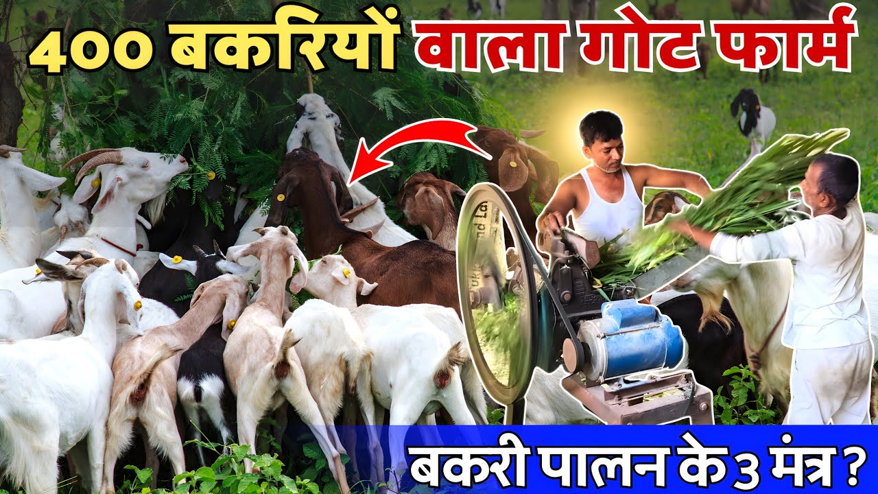 Goat Farm का शेड, खिलाने का खर्च एवं Vaccination 🔥✅ Goat Farming से कमाई || Goat Farming Information