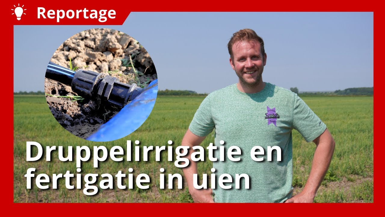 Druppelirrigatie en fertigatie in uien voor meer opbrengst
