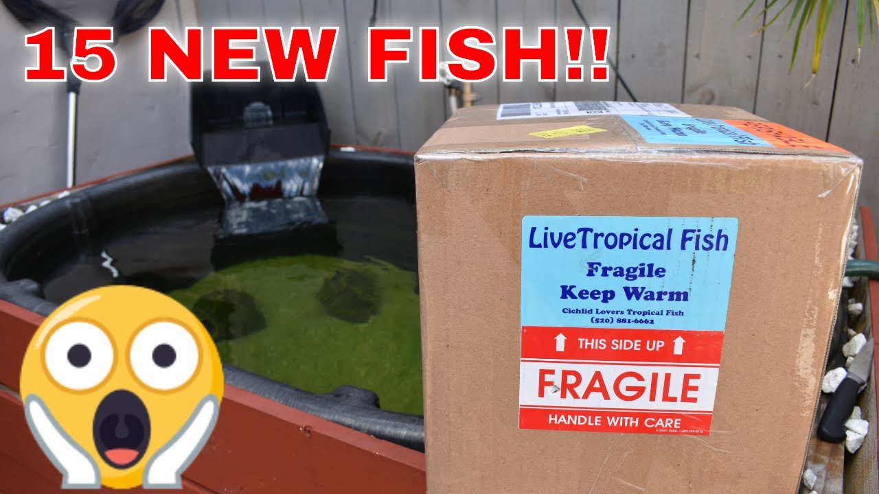 Unboxing African Cichlids - 3 NEW GROUPS!