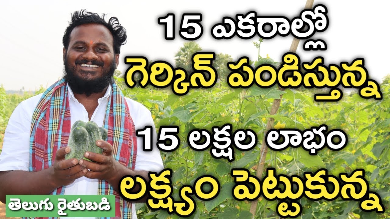రెండేండ్ల అనుభవం.. 15 ఎకరాల్లో గెర్కిన్ సేధ్యం | Gherkin Farming | Telugu Rythubadi