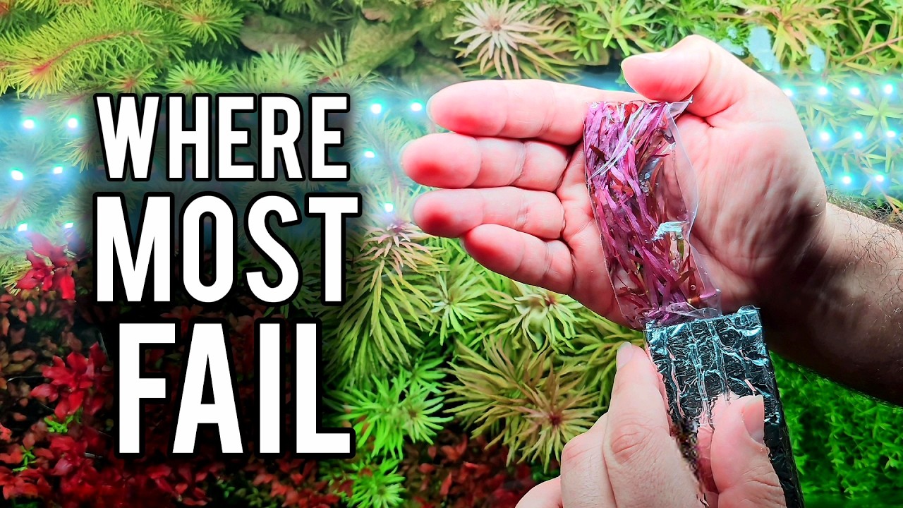 5 Most Destructive Aquarium Problems (And How to Fix Them)