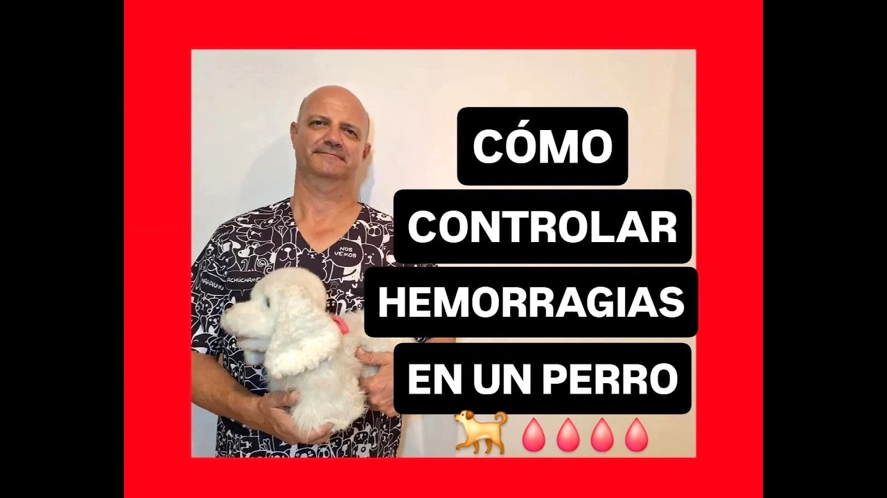 Cómo controlar hemorragias en un perro.