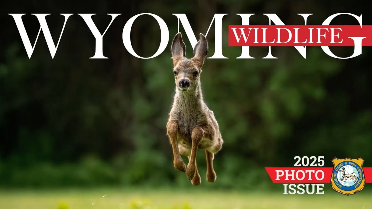 2025 Top Wyoming Wildlife Images