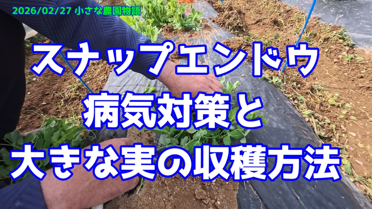 【スナップエンドウ】病気対策と大きな実の収穫方法　 2026/02/27