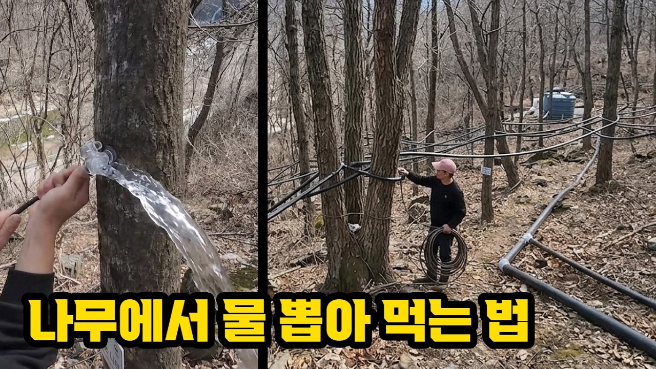 아직도 생수만 드세요? 뼈 건강 살리는 '나무 눈물'의 정체
