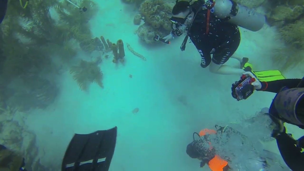 20190809 Barbados Buceo 13