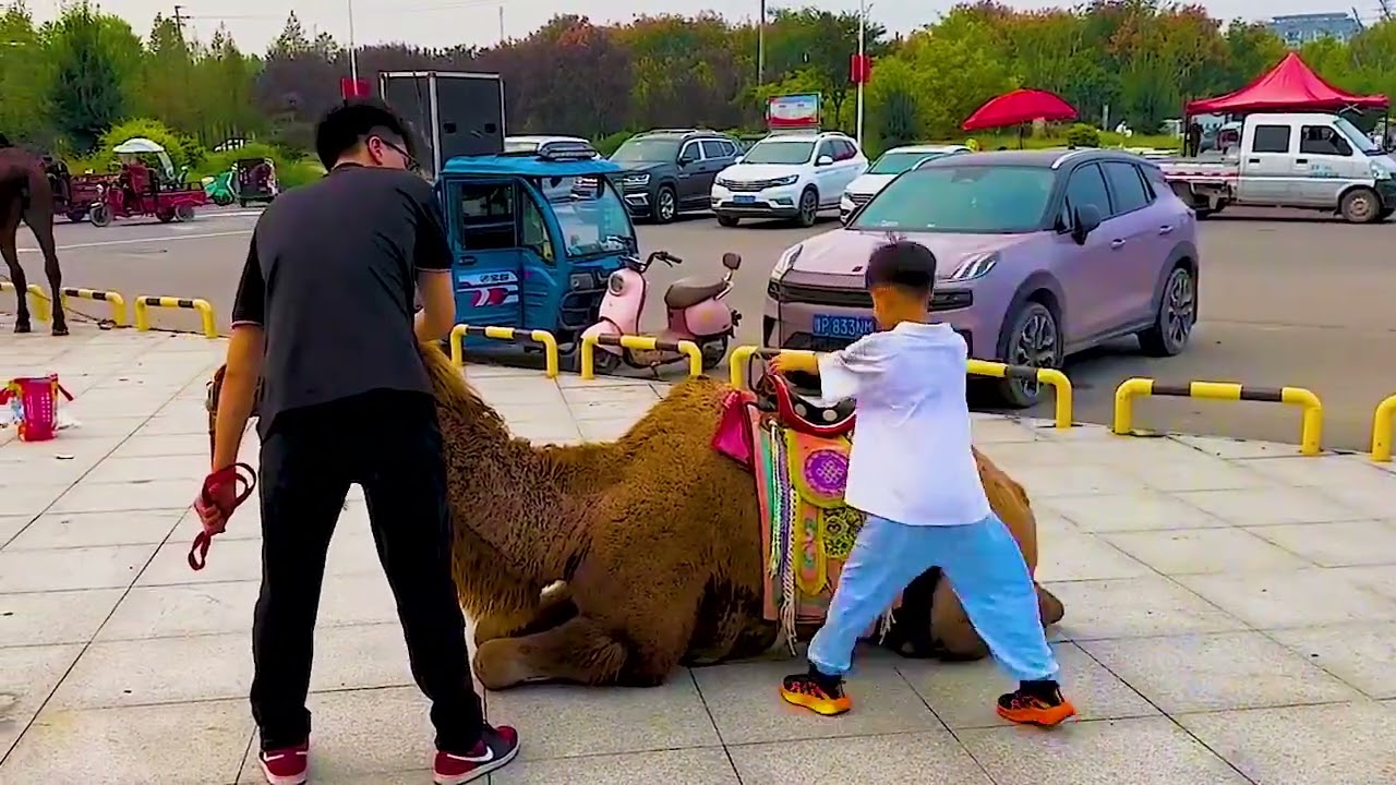 Horse breeder Liu Dagang takes a three year old male camel with a crooked hump to the outdoor to pol
