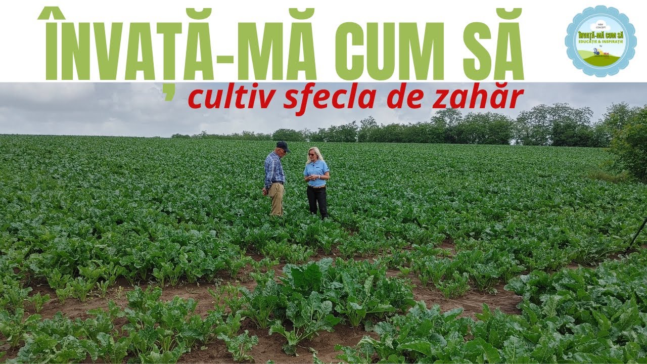 Învață-mă cum să cultiv sfecla de zahăr / România văzută din tractor