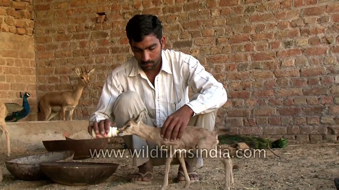 Bishnois of Rajasthan : The original conservation ethos of India