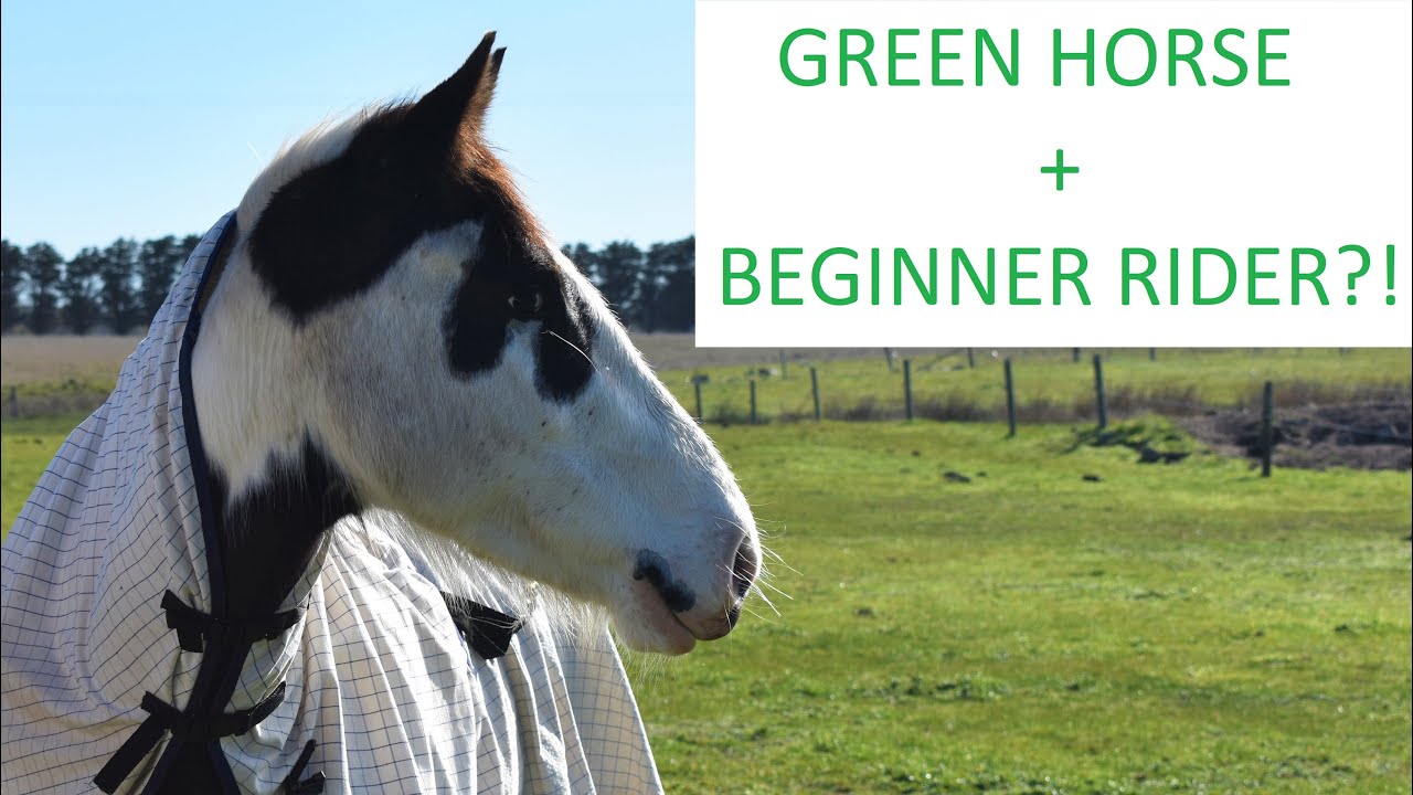 A green horse and a beginner riders journey