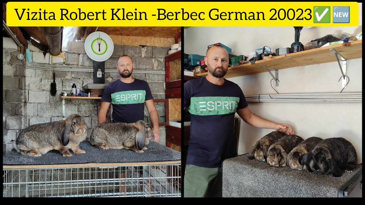 Vizita Robert Klein Sibiu-Prezentare Berbec german (mare)prima parte🤗🆕✅🥇