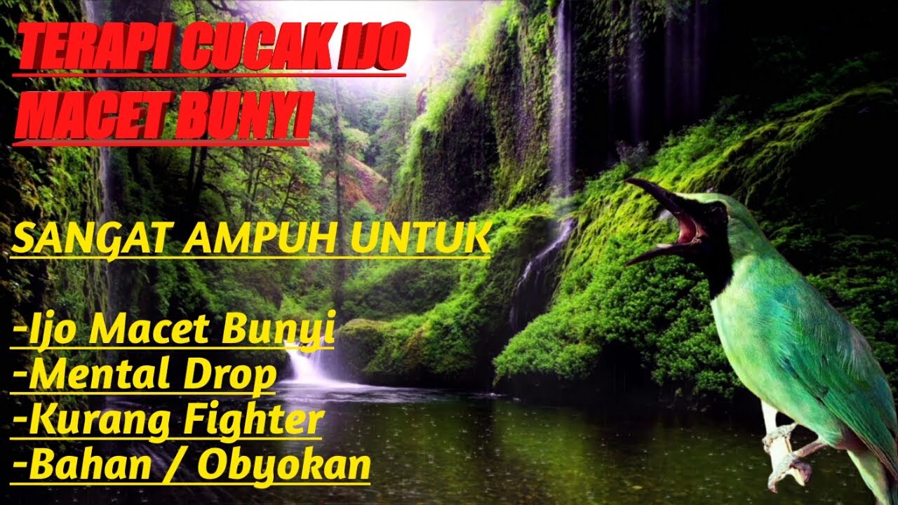 TERAPI CUCAK IJO MACET BUNYI, SANGAT AMPUH UNTUK IJO DROP ATAU BAKALAN / OBYOKAN, PANCINGAN TERAMPUH