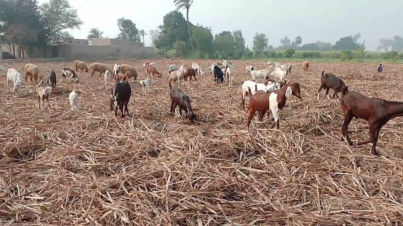 . Many goats & sheep are eating sugarcane field's leftover grass, fodder etc.