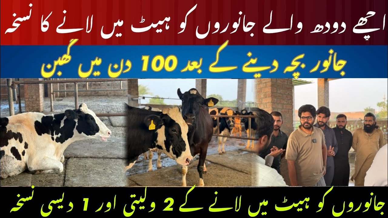 Best heat formula for cow I Janwar me heat me lany ka desi formula I G6G protocol and double ovsynch