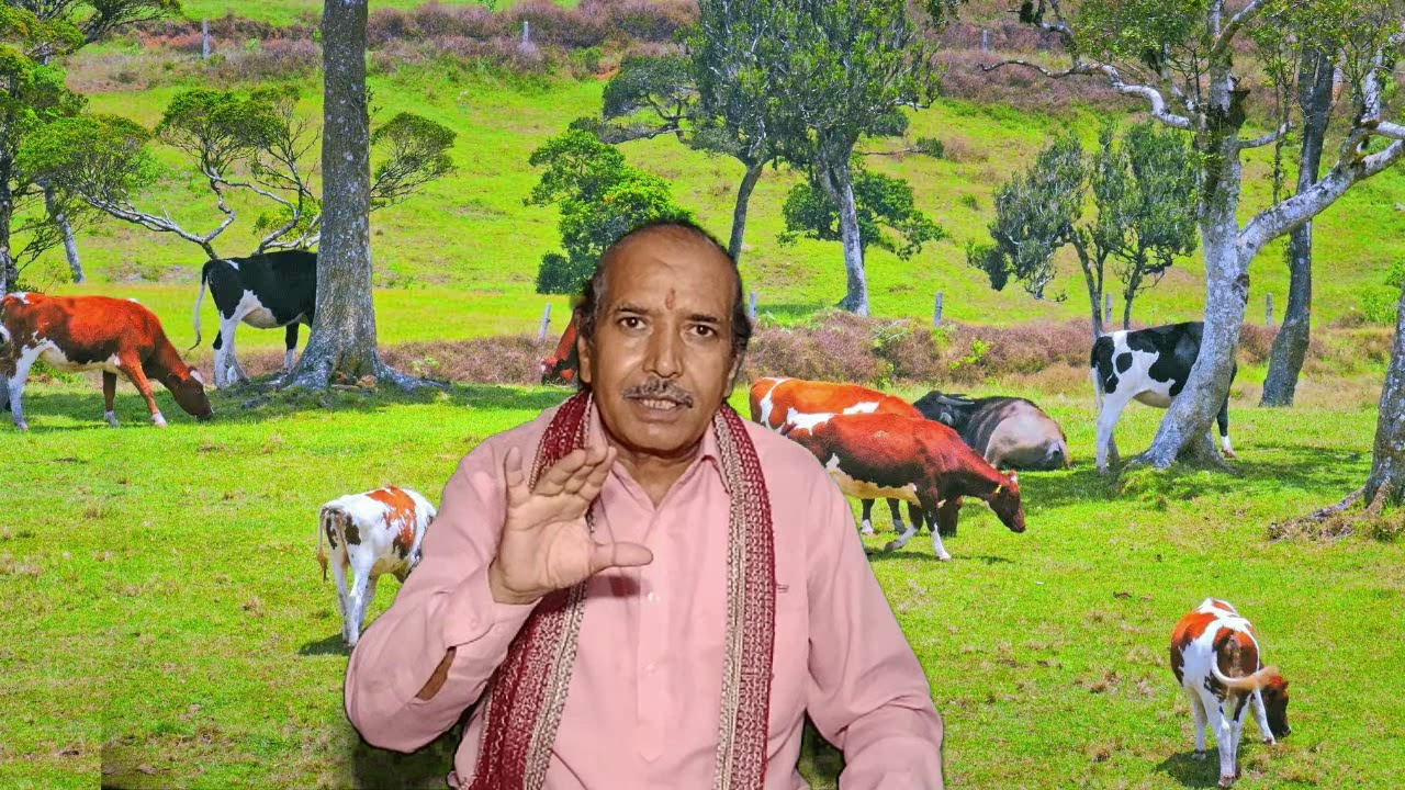 अपने पशु  (गाय-भैंस ) को नजर लगने पर ये उपाय करें | आपका पशु 100 % स्वस्थ हो जायेगा