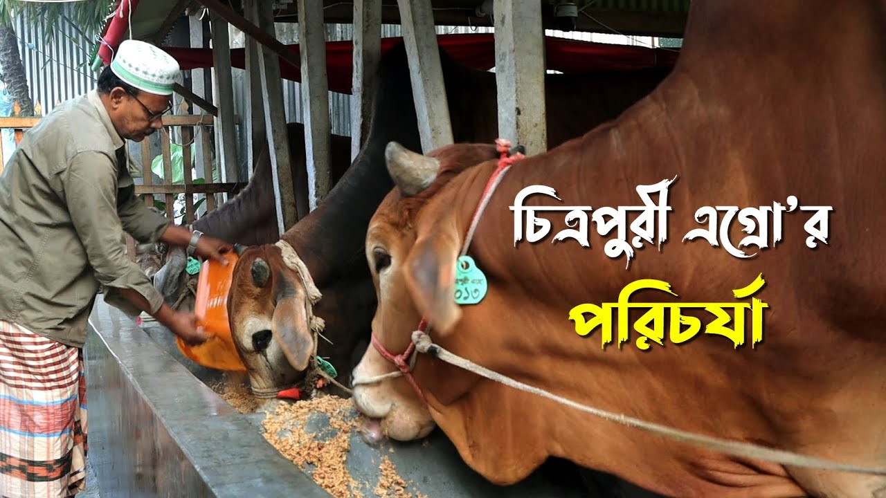 965- চিত্রপুরী এগ্রো গরুর খামার এর পরিচর্যা - র.ই মানিক, গরু পালন। R.I.Manik.Chitrapuri Krishichitra