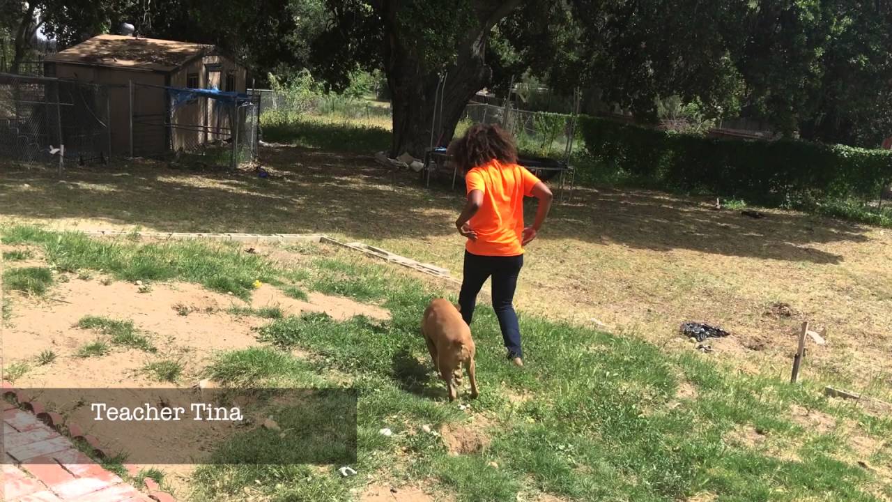 Teacher Tina VIP KID