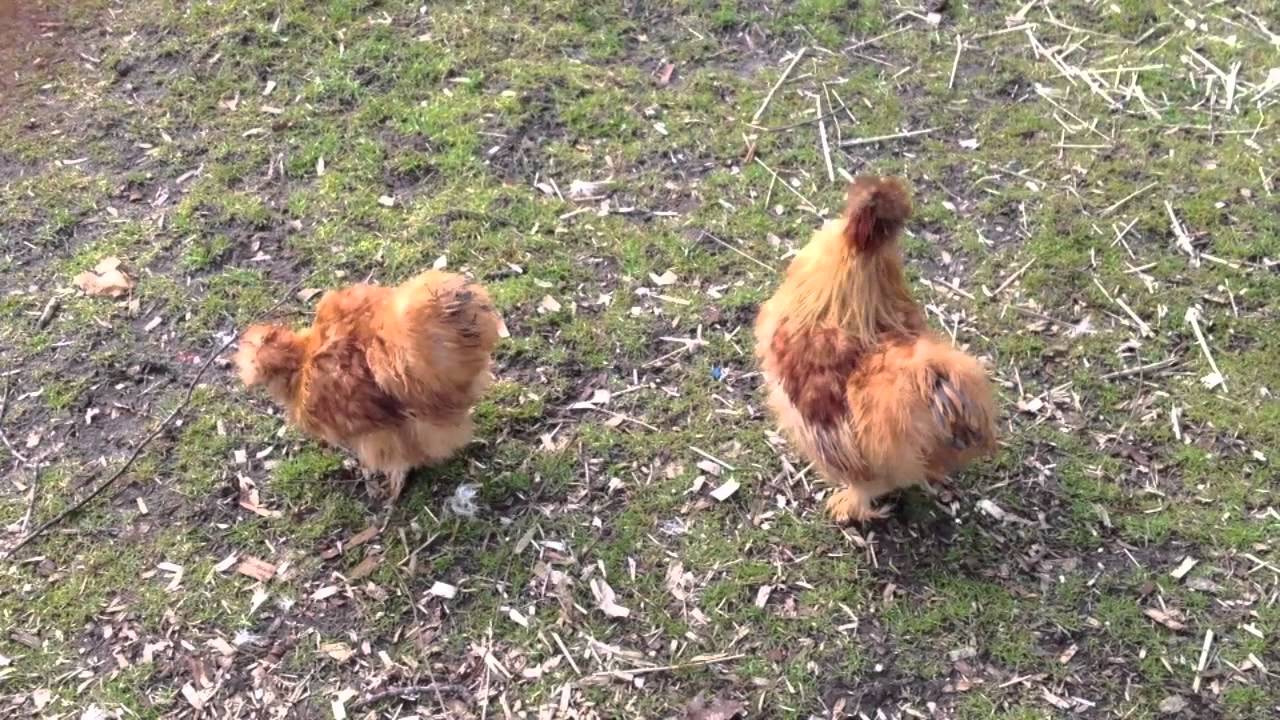 Bearded Silkie Chickens