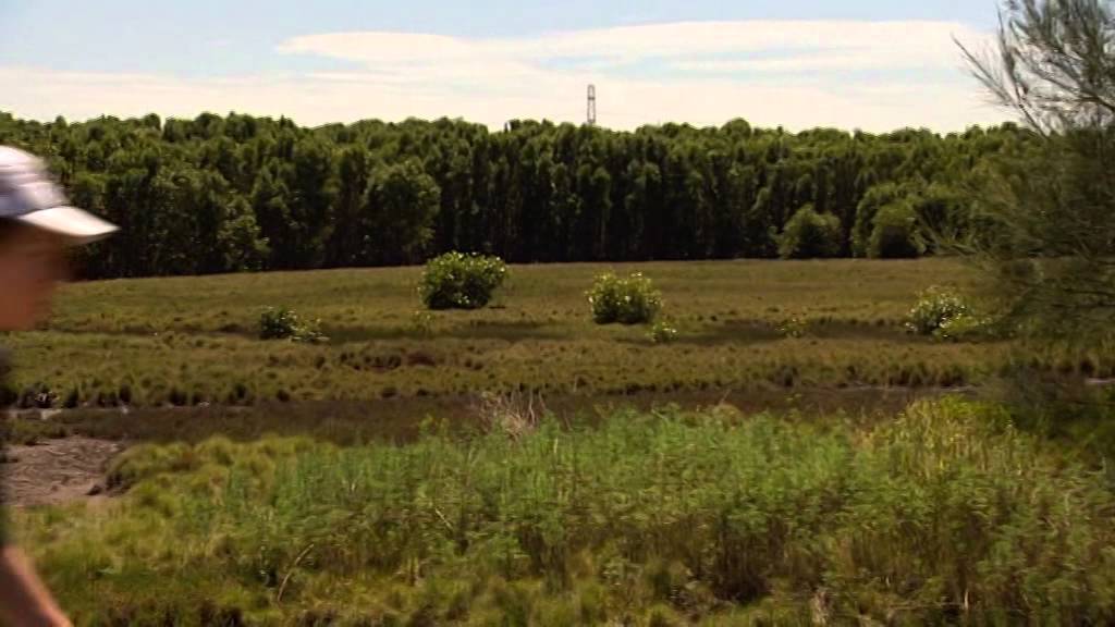 Kooragang Wetlands Rehabilitation Project - A Performance Story