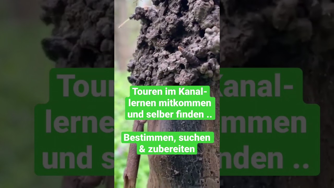 Chaga - Heilpilze im Wald - Suche, Wirkung & Anwendung - nat&uuml;rlich heilen  April 2023