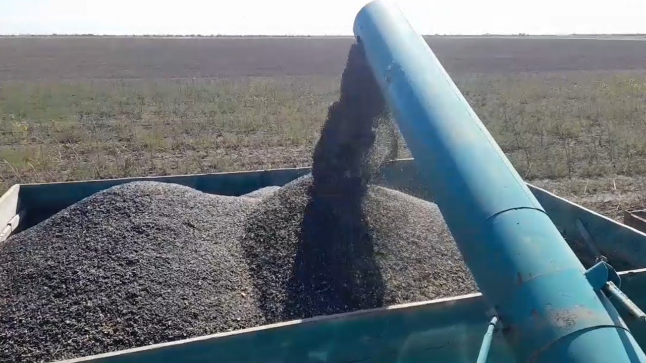 Збираємо🌻соняшник Гудзон (Bayer), Фолк (ВНІС), Viterra Seed🌻
