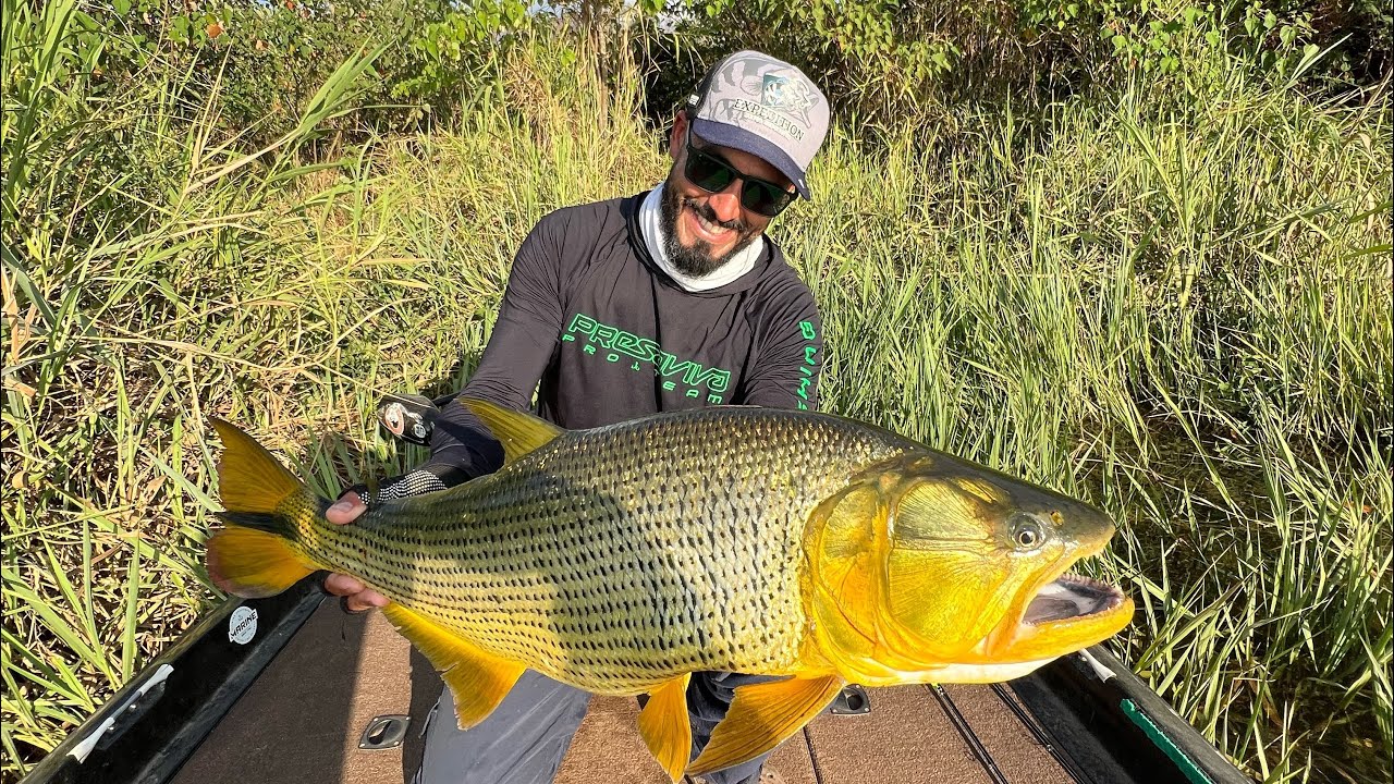 Pescaria de dourados no rio São Francisco com um belo dourado que deu trabalho!