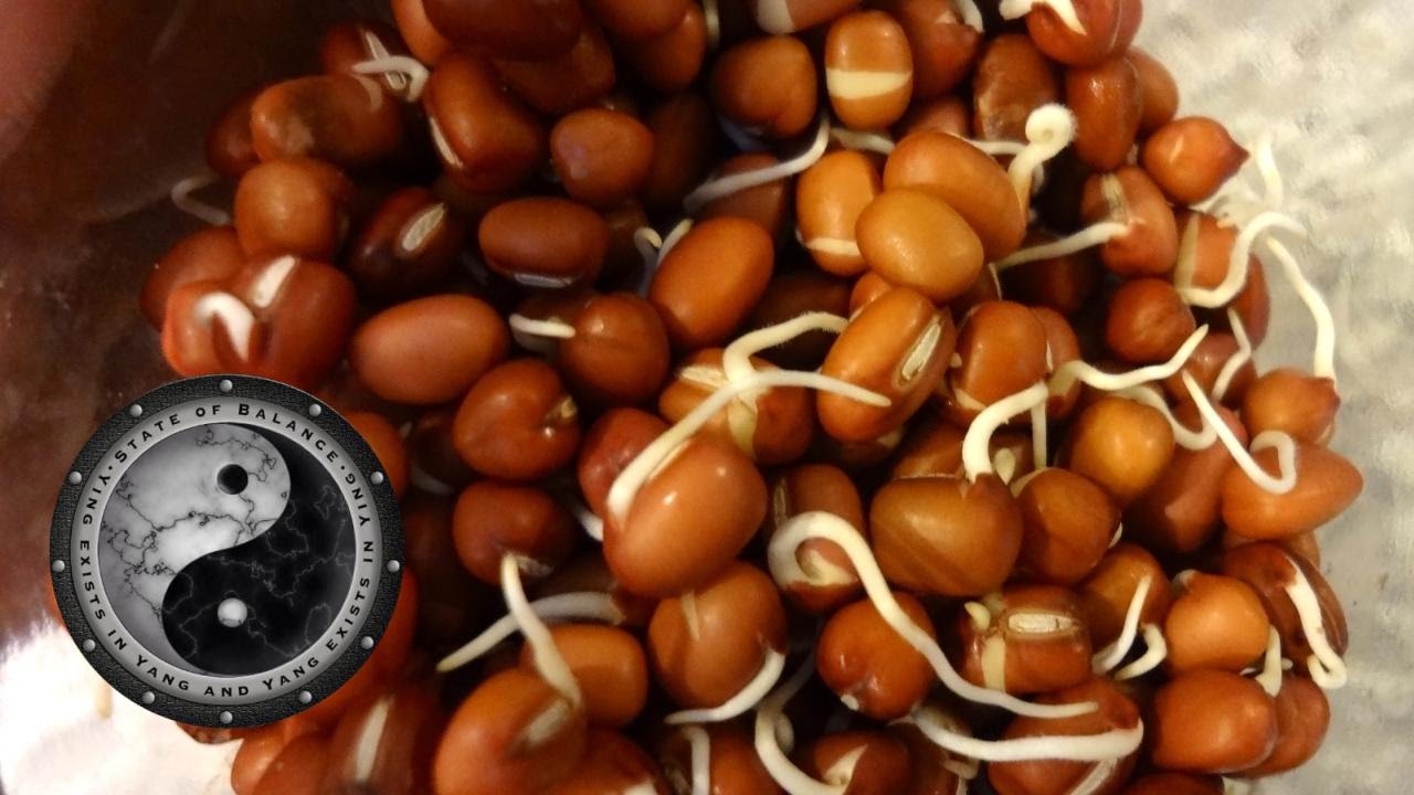 Soaking and Sprouting Grains, Seeds, & Nuts for Best Nutrition